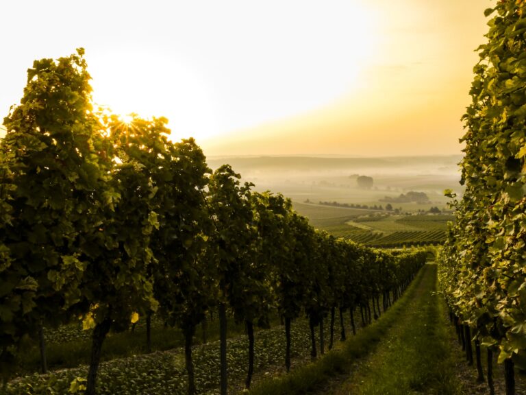 Escapada enológica: recorriendo las mejores regiones vinícolas en otoño